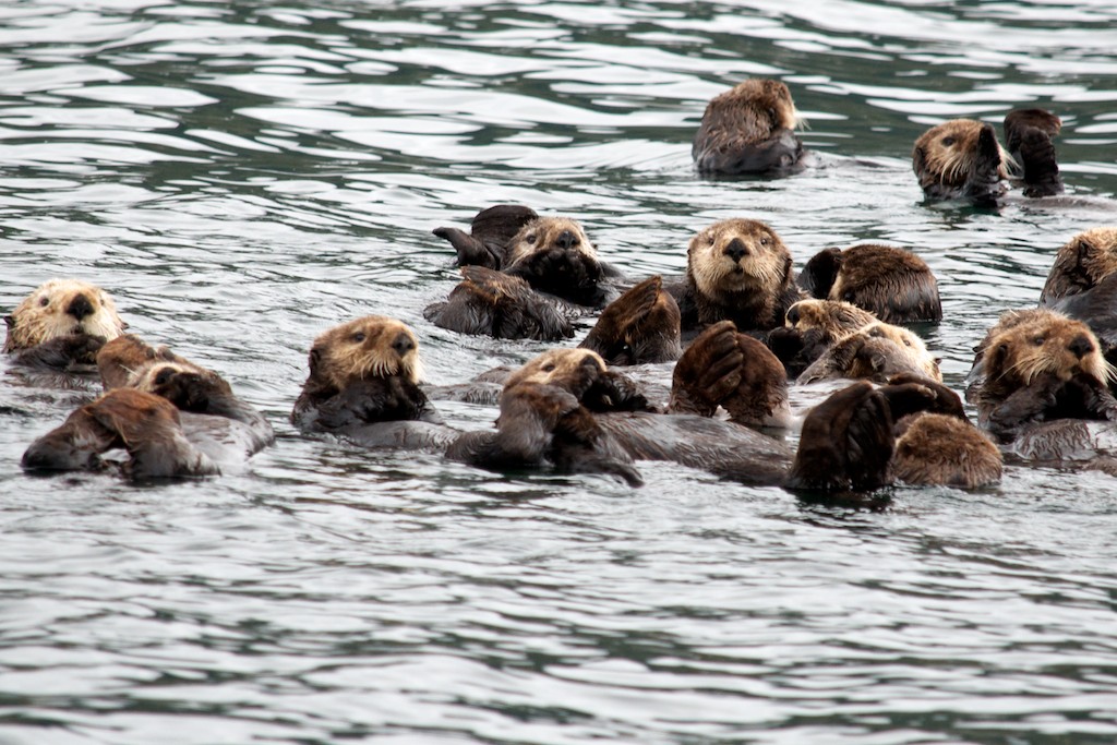 Sitka and the Sea Otter Quest